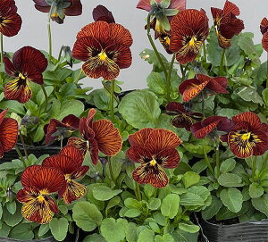 Ԃ̕c/rIF^CK[AC bh3-3.5|bg 12Zbg