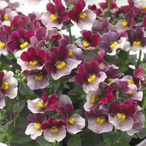 Ԃ̕c/[]lVAFRbgJVX3-3.5|bg 12Zbg