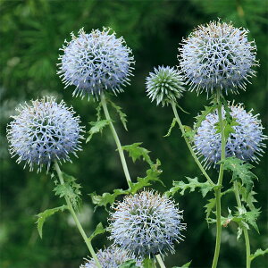 Ԃ̕c/[]GLmvXi^}AU~jFv`iu[3.5|bg 12Zbg