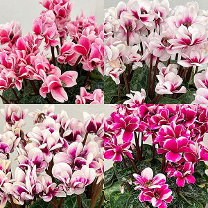 VNF` sReBiԐF낢j12cm|bg^^u[|bgiʋjtyc[z