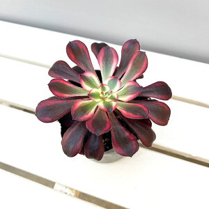 ϗtA/AGIjEFVl 3.5|bg