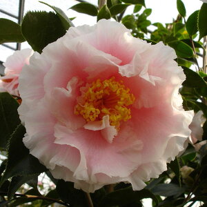 �Ԗ� ��؂̕c/�ցi�c�o�L�j�F�G���K���X�X�v�����_�[ 4���|�b�g