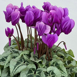 VNFƉ|񎎍슔i25-03j5Ayi̔z