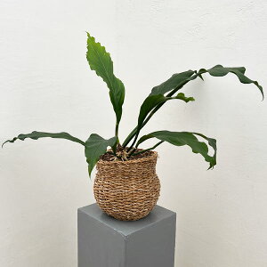 ϗtA/AXEFt[P[ zOS[hoXPbgi5j