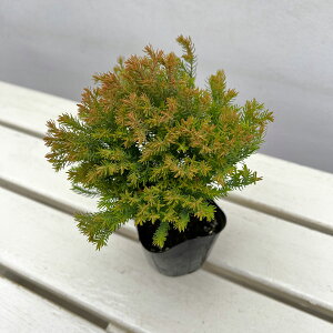 �Ԗ� ��؂̕c/�R�j�t�@�[�i�T�����j�F�u���[�o�[�h(�{�[���o�[�h)�g�t�� 3���|�b�g