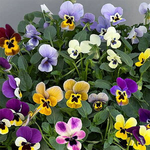 Ԃ̕c/[]|̃rIFgj[~bNX3.5|bg* 24Zbg