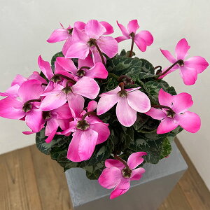 VNFI[gWCi25-08j5Ayi̔z