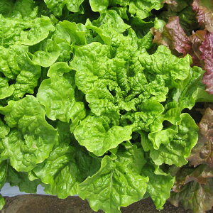 ؂̕c/`}T`ti؍JL`Vj̕c3.5|bg