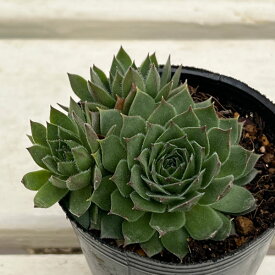 観葉植物/センペルビウム：ダイナモ 2号ポット