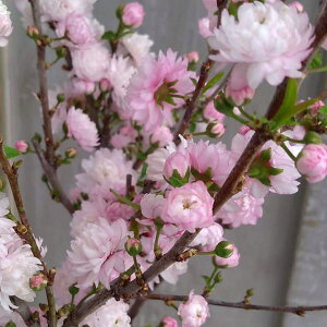 �Ԗ� ��؂̕c/�j���U�N���i����j�F���Ԕ��d4.5���|�b�g