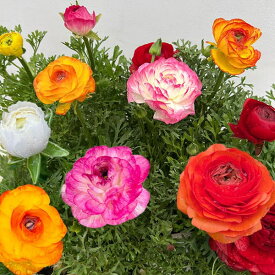 草花の苗/ラナンキュラス：スプリンクル花色アソート3.5号ポット 4株セット