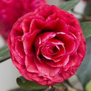 �Ԗ� ��؂̕c/�ցi�c�o�L�j�F���ؔ����i�L���J�r�W���j4���|�b�g