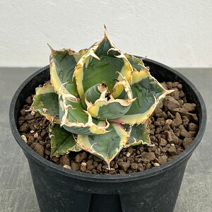 アガベ 鉢植え」の人気商品一覧 | 安い商品を通販サイトから探す 