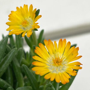 Ԃ̕c/}coMNFЂ܉ԉ h CG[AC3|bg 6Zbg