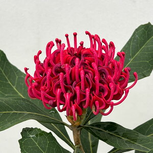 Ԗ ؂̕c/eyAiesAjFG`ebhbh@7A25-01