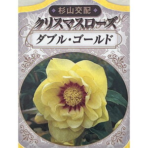 |iRzj̃NX}X[YF_uS[h3|bg