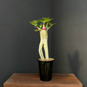 ϗtA/AfjE FXyVZNg@425-06