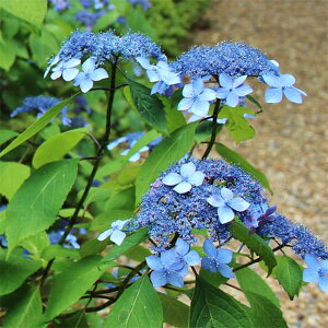 Ԗ ؂̕c/}AWTCFNqiPj4|bg