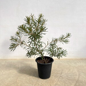 Ԗ ؂̕c/oNVAFwAsoNVAiSj6|bg