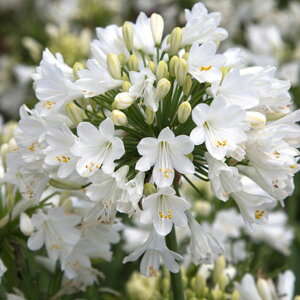 Ԃ̕c/AKpTXFGo[zCg4.5|bg