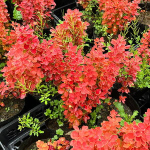 Ԗ ؂̕c/Mio[xXjFIWACX4.5|bg