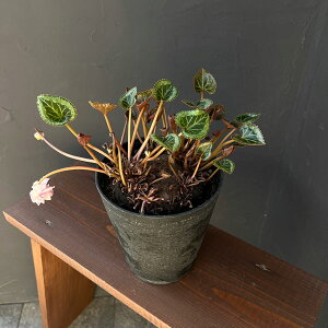 ϗtA/VNFc@CirNgAj R[fbNXd5A25-03