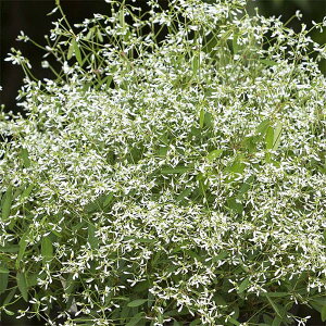 Ԃ̕c/[tHrAEXm[uU[h3.5|bg