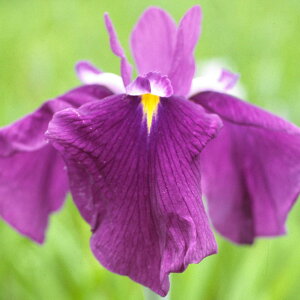 ���Ԃ̕c/�n�i�V���E�u�i�ԏҊ��j�F�g�H�i�A�Q�n�j3���|�b�g