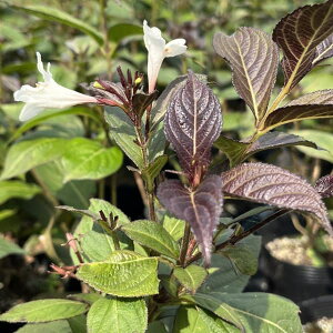 Ԗ ؂̕c/IIxjEcMFubNAhzCg5|bg