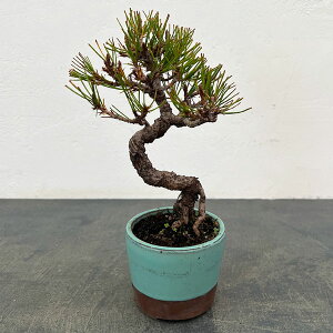 �A�J�}�c�i�ԏ��j�F���i�~�� 25-01