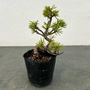 �R�쑐�̕c/�S���E�}�c�i�ܗt���j�F�����c2���|�b�g 25-06