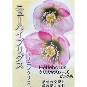 ̃NX}X[YFVO sNn4.5|bg