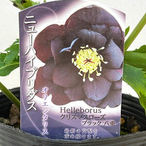 ����������̃N���X�}�X���[�Y�F�_�u�� �u���b�N4.5���|�b�g