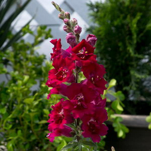 Ԃ̕c/[]LM\EidjFgDCj[oCIbg3-3.5|bg 12Zbg