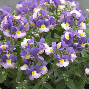 Ԃ̕c/[]lVAFRbgO[v3-3.5|bg 12Zbg