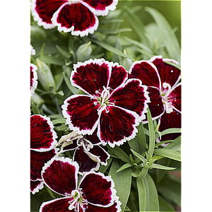 ���Ԃ̕c/[��������][�I���Z�[��]�i�킯��������j�_�C�A���T�X�F�_�C�A�i �N�����\���o�C�J���[3.5���|�b�g 12���Z�b�g