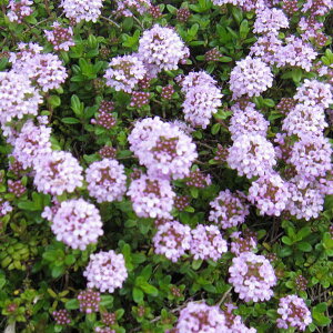 n[u̕c/[]CuLWRE\E3-3.5|bg 12Zbg