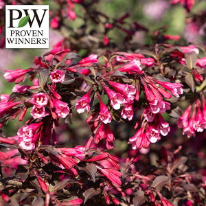 �Ԗ� ��؂̕c/[��������][�I���Z�[��]���C�Q���F�x���[�t�@�C�����C��3.5���|�b�g 6���Z�b�g