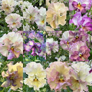 Ԃ̕c/pW[FtFfl[W ~G[MIX3O|bg 3Zbg