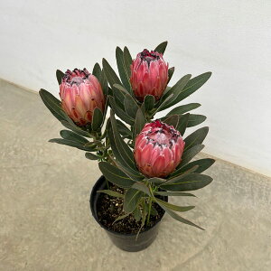 Ԗ ؂̕c/veAFI[XgXsN 7A25-05