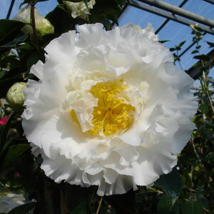 Ԗ ؂̕c/ցicoLjFGKXVy 4|bg