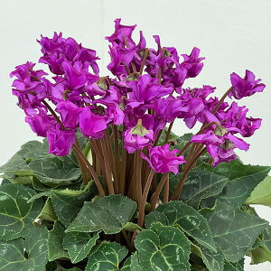 VNFƉ|񎎍슔i25-04j5Ayi̔z