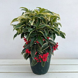 Ԗ ؂̕c/i}EjFQiڂ̂قj5A[t]