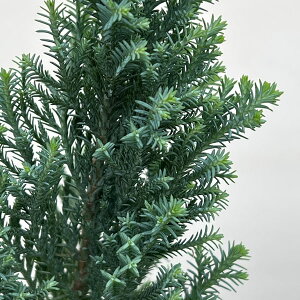 �Ԗ� ��؂̕c/�R�j�t�@�[(���[�\���q�m�L)�F�G���E�b�Y �u���[�G���p�C�A3���|�b�g