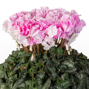 25-01FVNFLfB[P[5AEs^