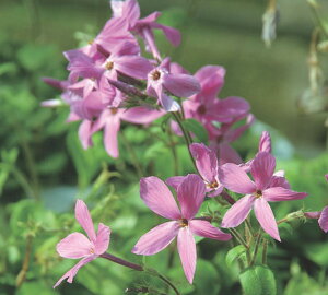 ���Ԃ̕c/�t���b�N�X�F�X�g���j�t�F���i�c���n�i�V�m�u�j�s���N�i���ԁj3.5���|�b�g