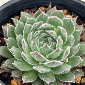 観葉植物/センペルビウム：トムブロン 2号ポット