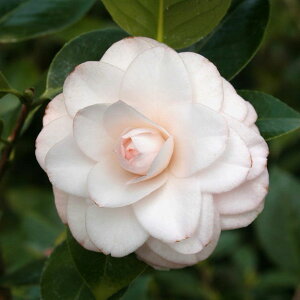 �Ԗ� ��؂̕c/�ցi�c�o�L�j�F�u���b�V���v���e�B�[4���|�b�g