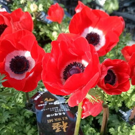 草花の苗/アネモネ【極-KIWAMI-】：ポルト スカーレット3.5号ロングポット* 3株セット