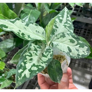 ϗtA/AOIl}FsN^ gJ[ubN 2.5|bg